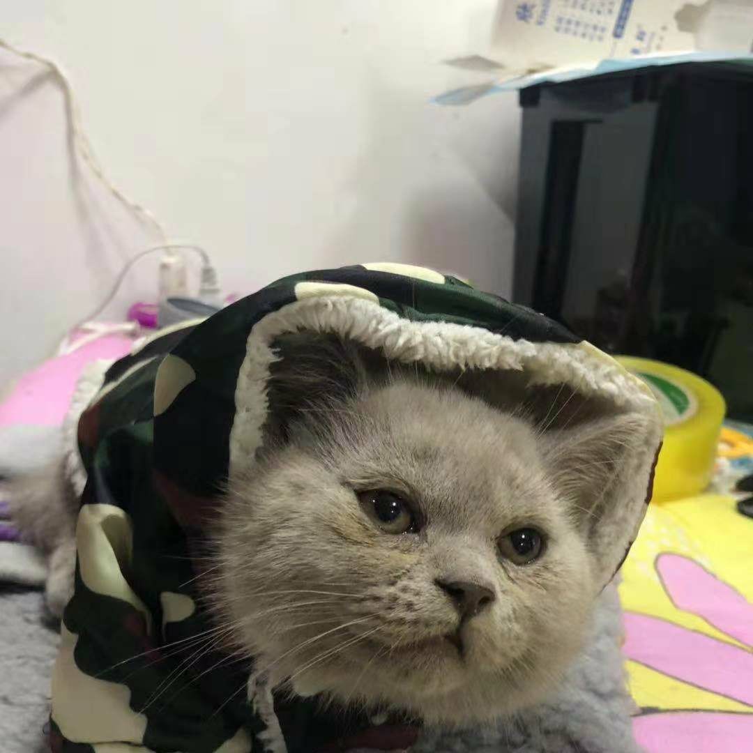 直達包運 藍貓寶寶 英國短毛貓 藍貓 運費請聯系客服改價