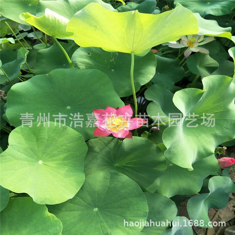 Оптовая продажа всех видов водных растений водяная Лилия Лотос и другие водные цветы для парковых прудов