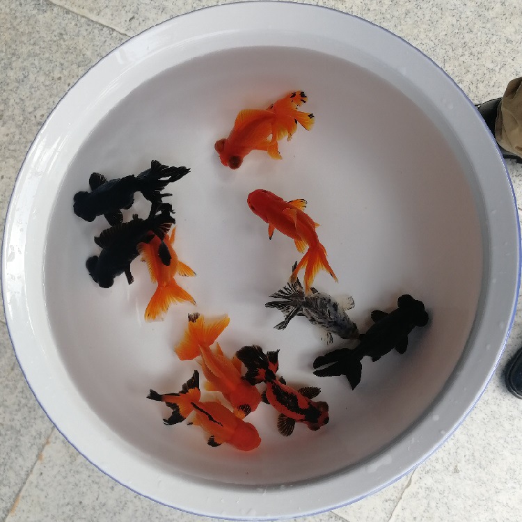9-10厘米金鱼