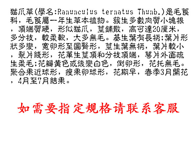 Mao Zhua Cao (Ranunculus ternatus) — Washed Dried Cat's Claw Herb, Food-Grade 250g quality and texture