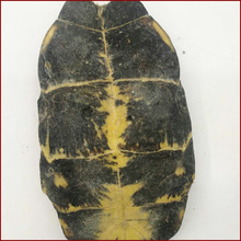 中药材批发龟板 河龟板 龟板 散装 各种规格 量大价格优惠