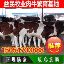 云南改良西门塔尔牛品种好养吗西门塔尔牛牛犊价格母牛繁殖