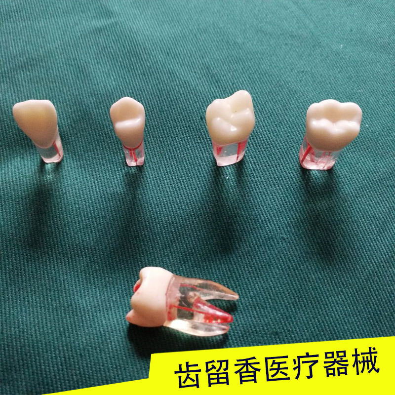 带根管牙粒 牙体制备窝洞 口腔医师执业考试开髓练习仿真离体散牙
