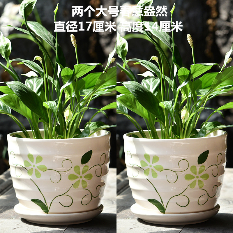 春意盎然_副本.jpg