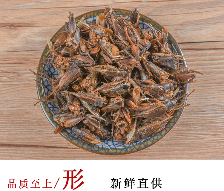 Cricket (Gryllus testaceus) Dried Food-Herb — Sulfur-Free TCM Material, 500g Bulk key features