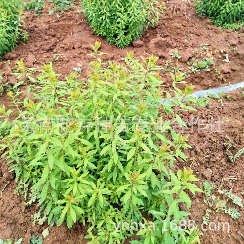 Nursery supply Flower seedlings Naked root flower seedling Specifications Flower seedlings Developed root