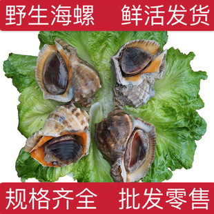 Оптовая раковина Da Snail Fresh Conch, Lianyungang, морепродукты, морепродукты и водные продукты Оптовые