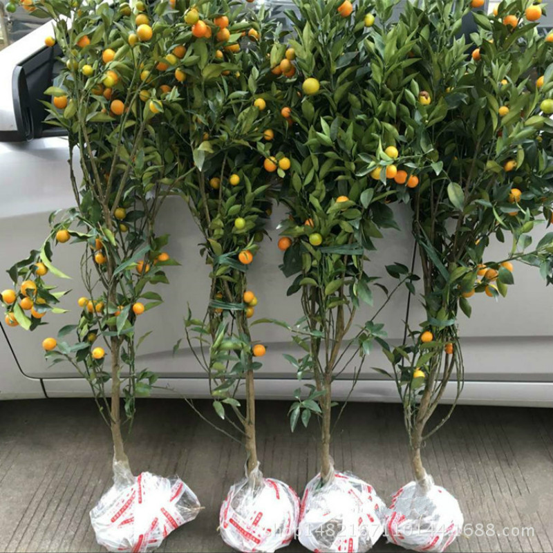 Wholesale of Golden Orange Tree Potted plant Crispy kumquat Fruit tree grafting Four seasons Kumquat tree Office courtyard Money orange