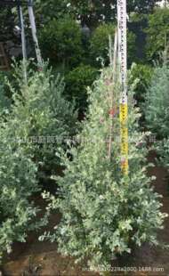 ����ֱ�N �t��� �t����ܽ�� �t�^ľ �������� �ر���ľ �G����r