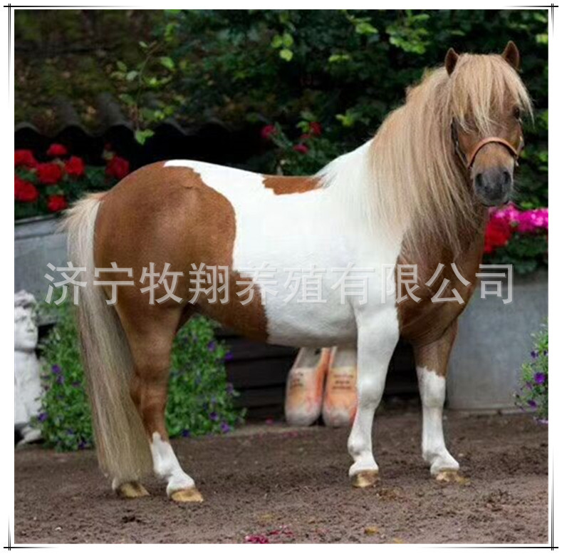 骑乘马养殖场 出售阿拉伯马 纯血马 德保矮马多少钱一匹 马匹养殖