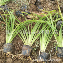 �޸������ ��������� ɽ�|���ݺƼλ�����ľƷ�N������l