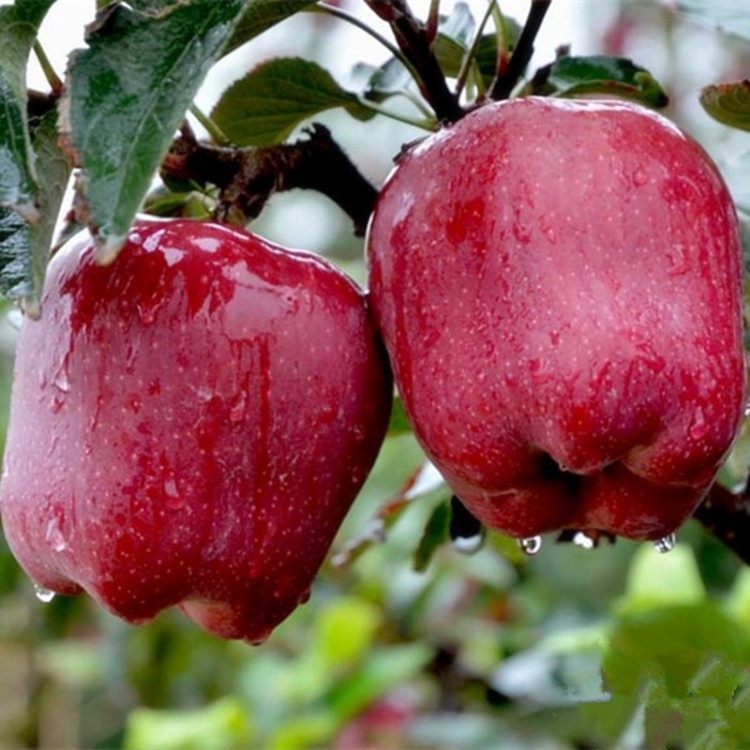 现摘甘肃花牛苹果 5/10斤水果新鲜老人宝宝刮泥粉面蛇果非红富士|ms