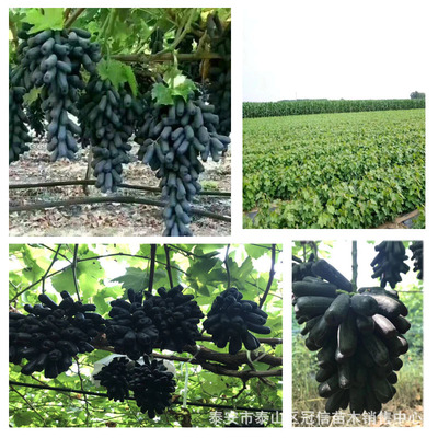 如何辨別甜蜜藍寶石葡萄苗純度冠信提供葡萄苗糖分在18個以上、
