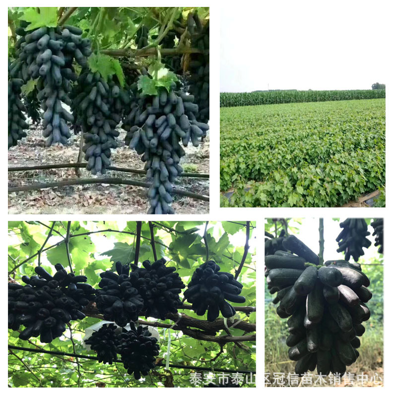 如何辨別甜蜜藍寶石葡萄苗純度冠信提供葡萄苗糖分在18個以上、