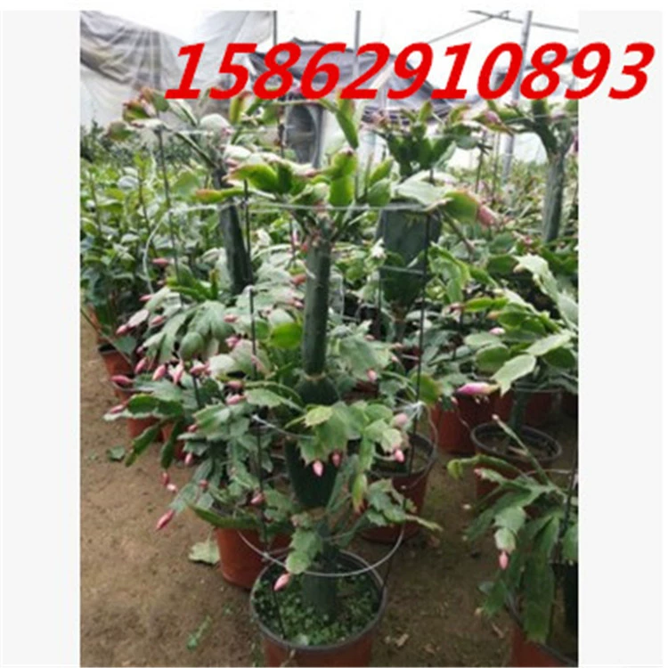 Крабовый коготь орхидеи в горшке прививка рассады с корнями с бутонами цветы цветущие растения Комнатные цветы цветение Four Seasons