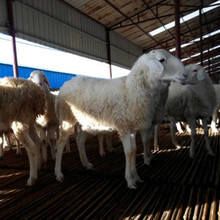 廠家現貨供應小尾寒羊屠宰肉羊價格 活體商品羊繁殖出售運輸