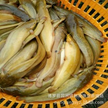 优质高产养殖 （埃及塘鲺）本地土塘鲺鱼苗 塘角鱼 价格实惠
