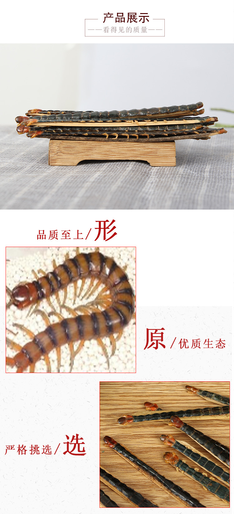 Wu Gong (Scolopendra subspinipes) — Dried Centipede with Bamboo Stick, 18 cm Grade key features