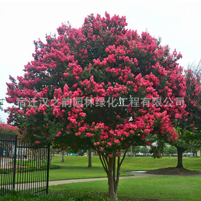 Lagerstroemia Sapling South North Potted plant Crape myrtle courtyard Flowers Landscape trees Then Bloom Zijin