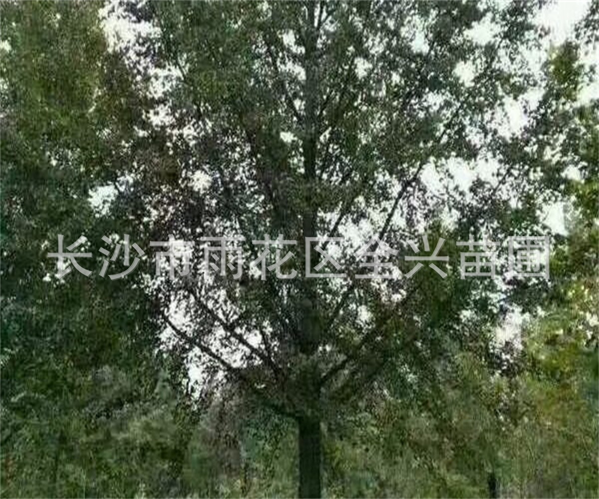 mmexport1533088275668