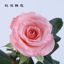 [Diana] Vân Nam cơ sở trực tiếp bán buôn hoa tăng lãng mạn hoa hồng trang trí đám cưới cắt hoa Hoa và hoa