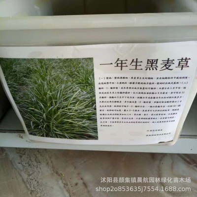 wholesale Grass seed Ryegrass seed Perennial Annual Ryegrass Seeds Germination rate