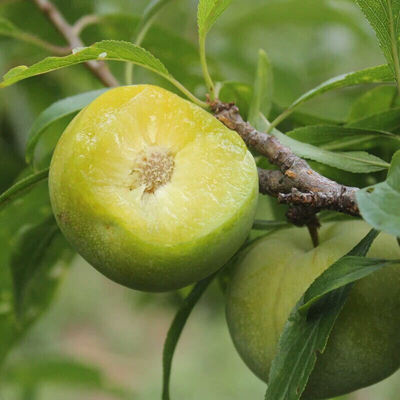 新鮮李子青脆李脫骨李非奈李三華李雞血李脆紅李壹件代發誠征分銷