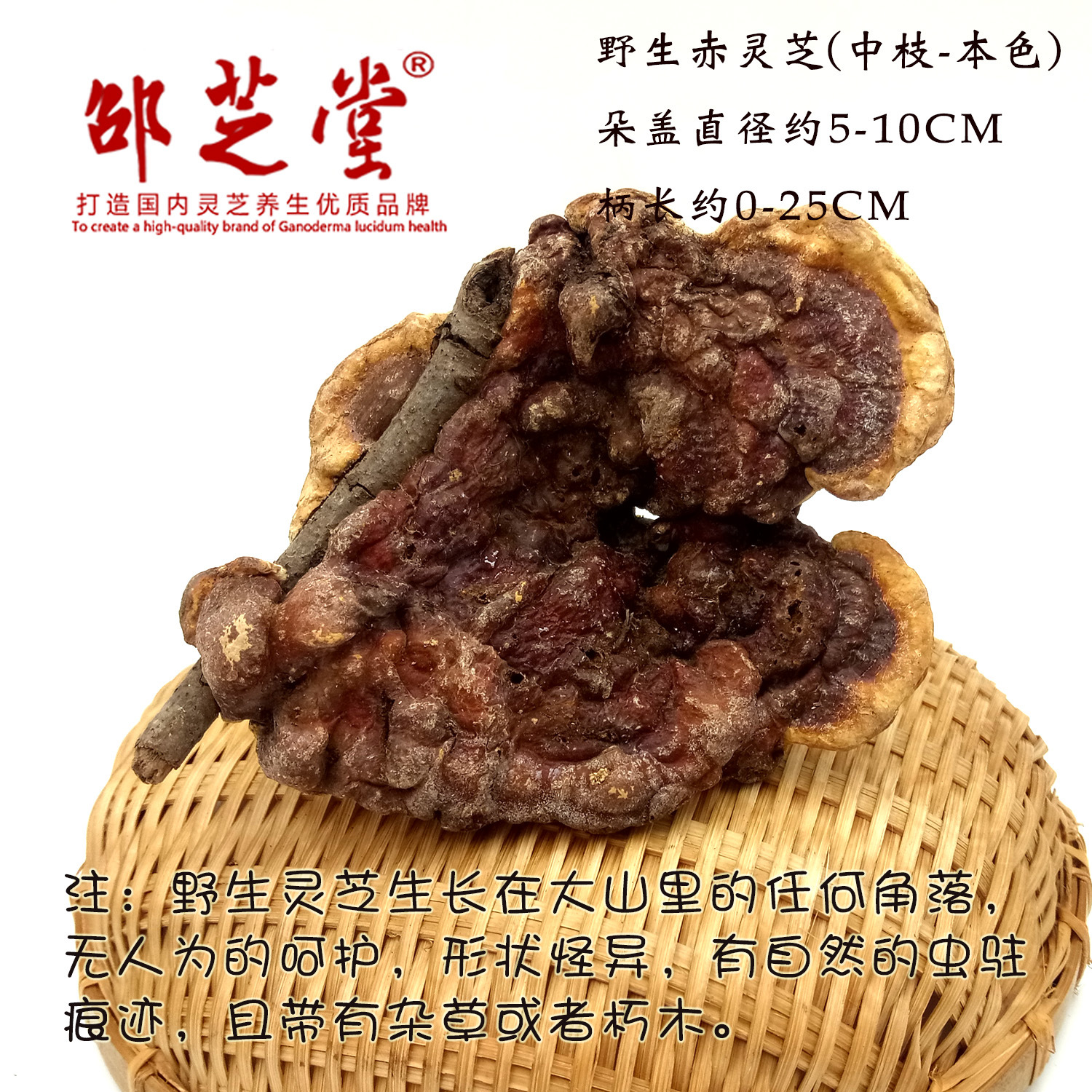 灵芝的功效与作用及食用方法和禁忌_齐家网