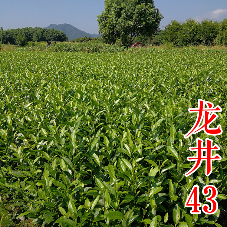 微信图片_20180805113003_副本