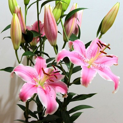 Lily flower festival Fresh Cut Flowers Yunnan Kunming Selling Lily flower wholesale Base Straight hair