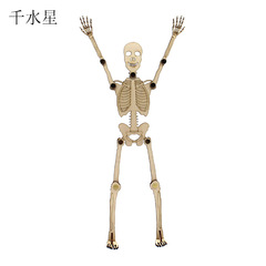 Human Skeleton Assembly Model No. 1 Simple Structure Identification Assembly Model Toy with movable joints Educational aid