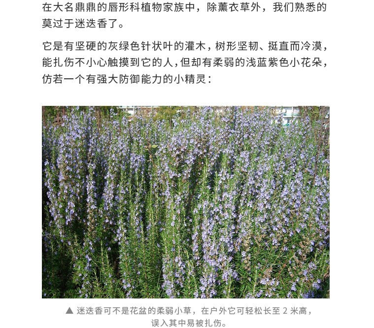迷迭香精油详情页