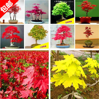 红枫种子四季种易活室内盆栽庭院观花叶绿植物花种子开花不断包邮
