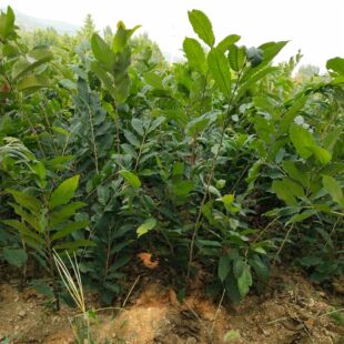 �a��؛Դ���� ��F�ڬF�u �ɻ���   ������r�񃞻ݳ���