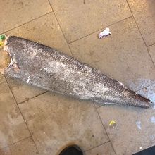 原條龍雪魚 粗磷油 甘魚 龍鱈魚 大馬哈魚龍鱈魚 一條約8-18斤/條