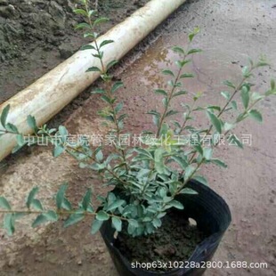 ����ֱ�N С�~Ůؑ ���~Ůؑ ���~�S�� С�~�S�� ���� ����