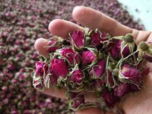 22年头茬山东头茶玫瑰花低温花蕾产地批发食用平阴重瓣红玫瑰