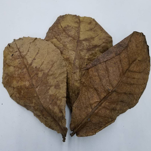 Aquarium Fish Tank Betel Leaf Water pH Small Scale Treatment Soft Water Acid Control Betta Fish Lazy Person