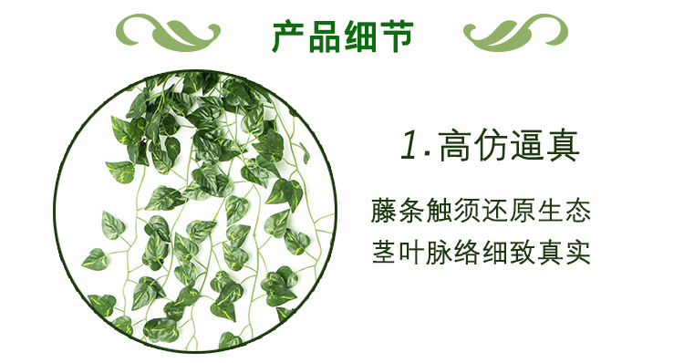 绿萝壁挂详情_03