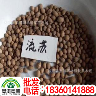 产地销售 流苏种子 油根种子 欢迎提前订购 火爆销售 阿里巴巴