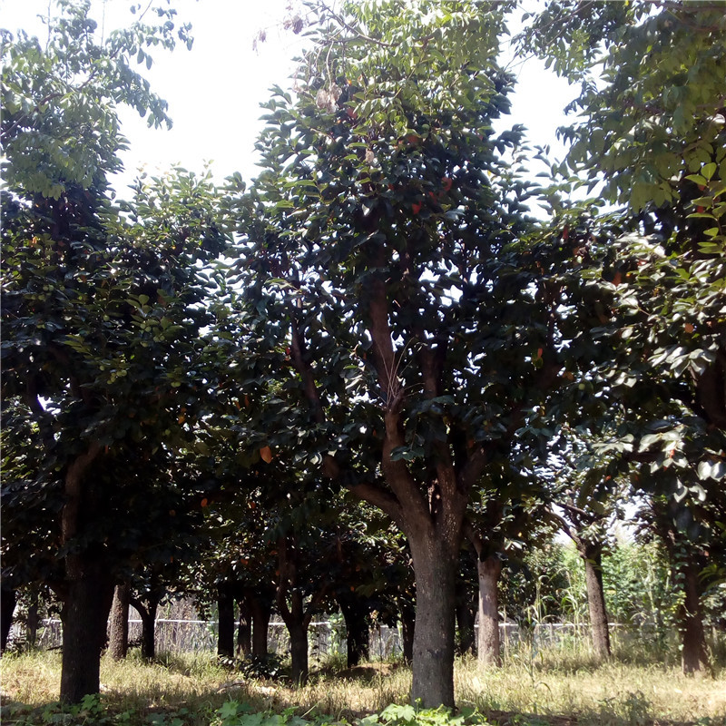 山东优质精品园林绿化工程树苗移栽苗成活率高基地直销柿子树柿树