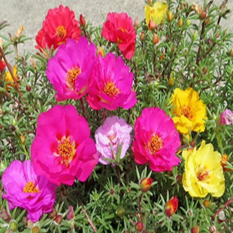 Семена подсолнечника двойной лепесток смешанный цвет Four Seasons Легко расти легко жить цветение непрерывный двор на открытом воздухе не может умереть семена цветов