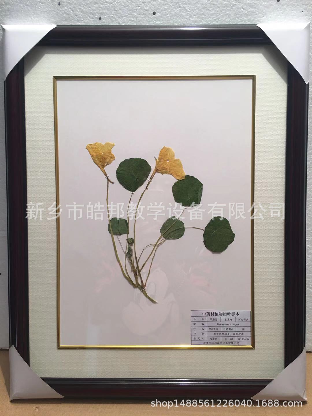 精装植物蜡叶标本 园林园艺植物观赏性植物蜡叶 量大从优