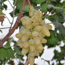 果苗种植湖南果树苗嫁接金手指葡萄苗庭院盆栽葡萄种苗水果苗