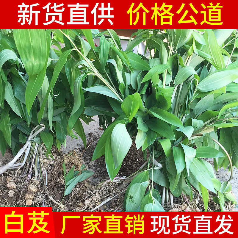 供應批發白芨種苗 種植基地直銷白芨 高成活率白芨藥材種苗