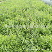 ����ǧ�������� �@�־G�� ��������OӋ ���ݵر��ݻ�