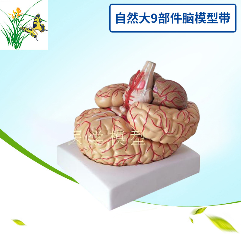 自然大腦神經解剖腦模型 9部件 大腦神經結構解剖模型 人體腦模型