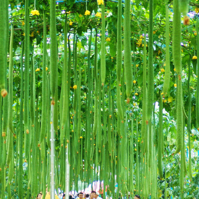 蔬菜种子韭菜香菜黄瓜番茄白菜辣椒茄子阳台四季盆栽西瓜种子菜籽