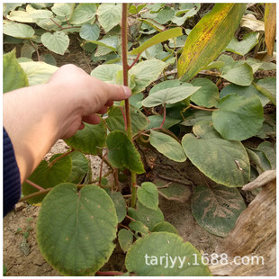 ����J���Ҙ��� Ұ���J���� ԭ����  Ҏ��ȫ ֲ�꽡�� �׳ɻ�