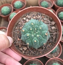 奇仙玉  大颗仙人球约4cm  多肉植物 实拍9cm盆